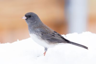 Dark-eyed Junco