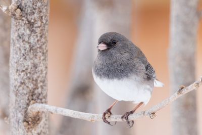 Dark-eyed Junco