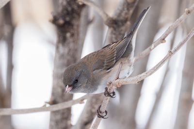 Dark-eyed Junco