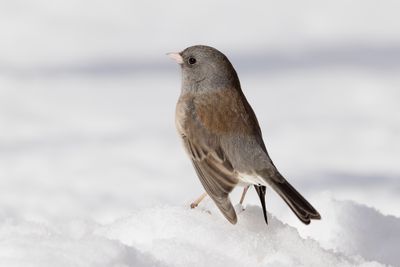 Dark-eyed Junco