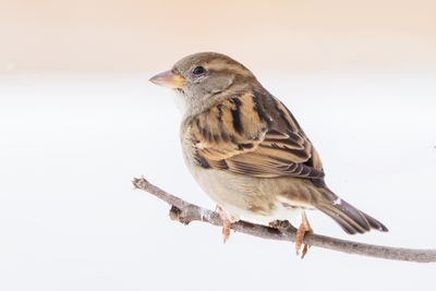 House Sparrow