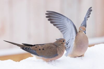 Mourning Dove