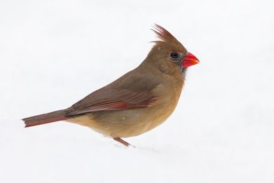 Northern Cardinal
