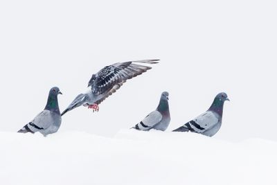 Rock Pigeon