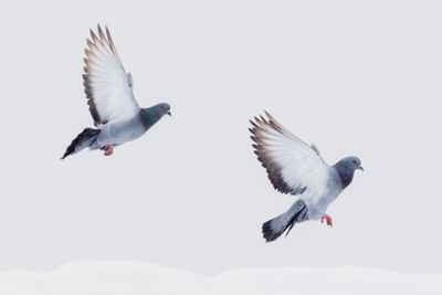 Rock Pigeon