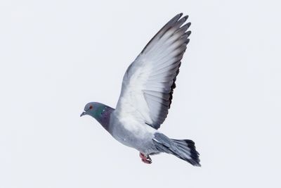 Rock Pigeon