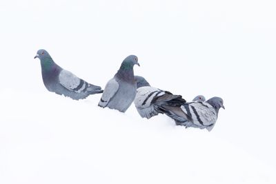 Rock Pigeons
