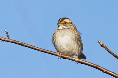 White-throated Sparrow