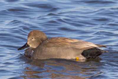 Gadwall