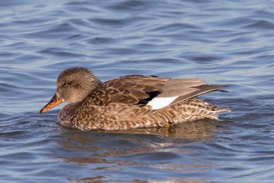 Gadwall