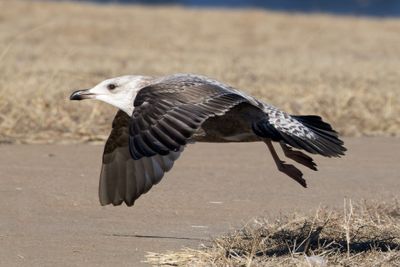 Herring Gull