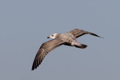 Herring Gull