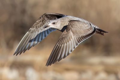 Herring Gull