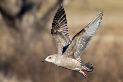Herring Gull