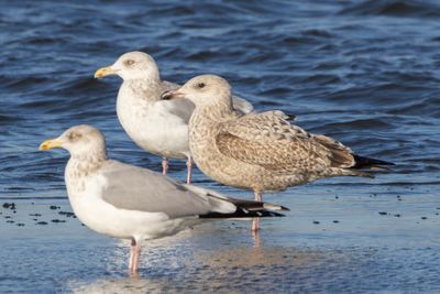 Herring Gull