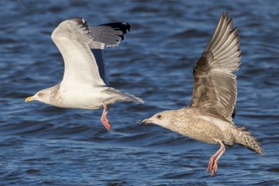 Herring Gull