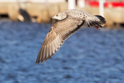 Herring Gull