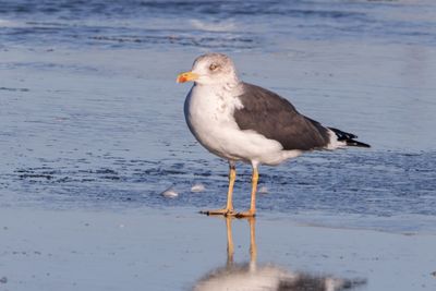 Lesser Black-backed Gull