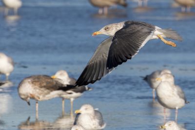 Lesser Black-backed Gull