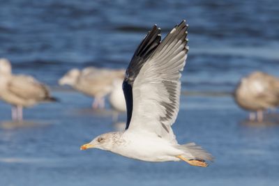 Lesser Black-backed Gull