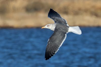 Lesser Black-backed Gull