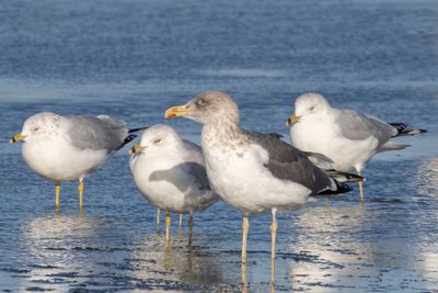 Lesser Black-backed Gull