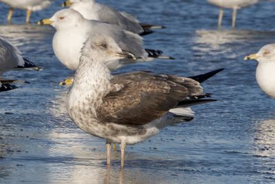 Lesser Black-backed Gull