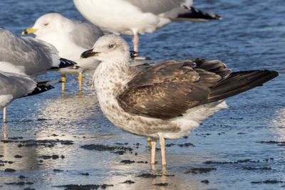 Lesser Black-backed Gull