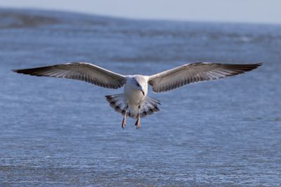 Ring-billed Gull