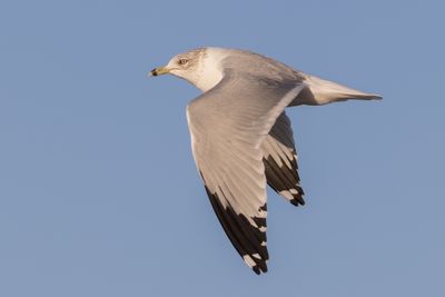 Ring-billed Gull