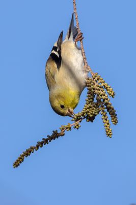 American Goldfinch
