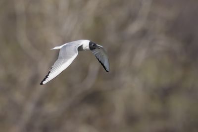 Bonaparte's Gull