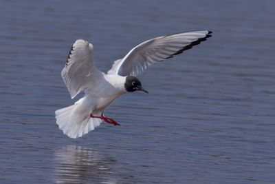 Bonaparte's Gull
