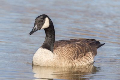 Canada Goose