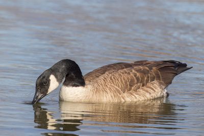 Canada Goose