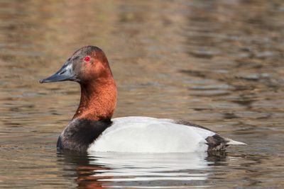 Canvasback