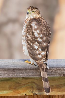 Cooper's Hawk