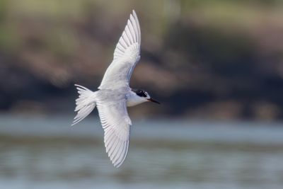 Forster's Tern