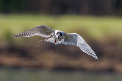 Forster's Tern
