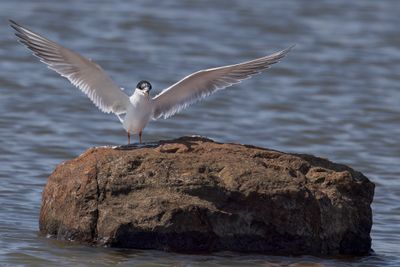 Forster's Tern