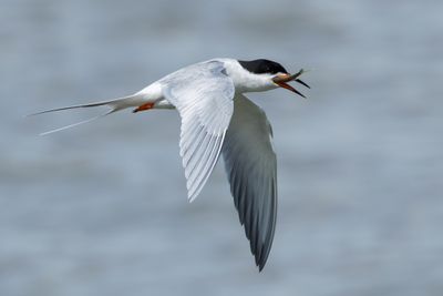 Forster's Tern