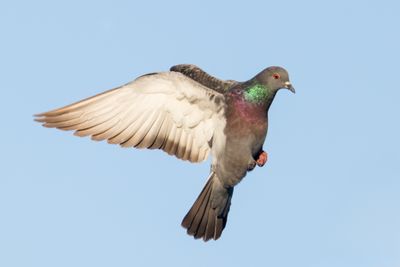 Rock Pigeon