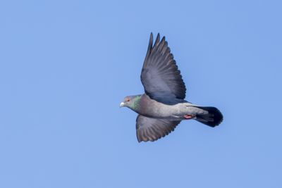 Rock Pigeon