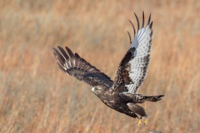 Rough-legged Hawk