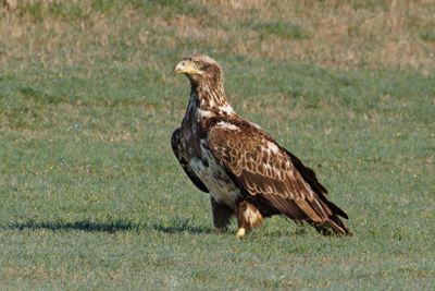 Bald Eagle