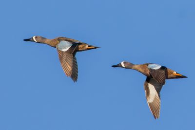 Blue-winged Teal