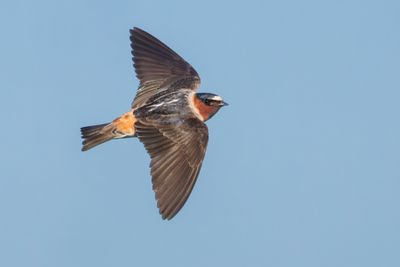 Cliff Swallow