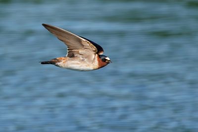 Cliff Swallow