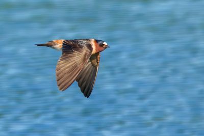 Cliff Swallow