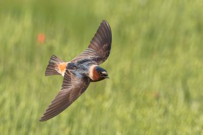 Cliff Swallow